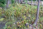 PICTURES/Oregon Coast Road - Darlingtonia Nature Site/t_P1210477.JPG